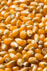 Raw Dry Organic Yellow Popcorn