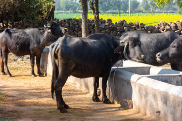 Domestic water buffalo in rural village