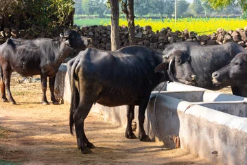 Fotobehang Domestic water buffalo in rural village © SSG PHOTO