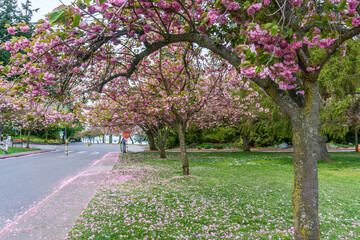 Spring Blossoms At Seattle Park 4