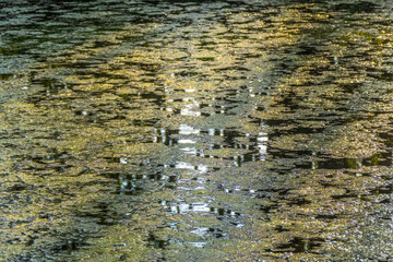 Kleiner Waldsee im Frühjahr