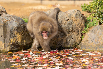 Japanese monkey is sticking his hand in the pond.