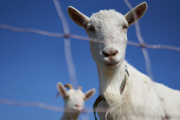 Obraz premium Portrait of a white goat against a blue sky, electric fence out of focus in the foreground. Animals in captivity.