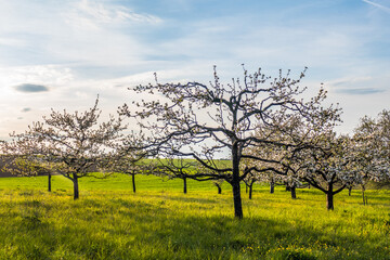 Blühende Obstbäume im Frühjahr