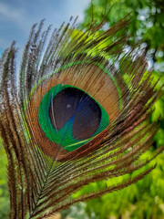 Peacock Feather Beautiful