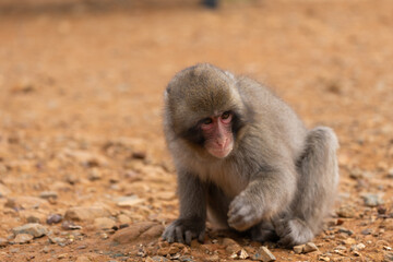 Japanese baby macaque in Arashiyama, Kyoto.