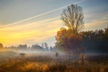 Obraz na płótnie Canvas Autumn golden sunrise. Forest recreation area. Autumn in Russia. Sunny day.