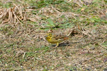 The yellowhammer bird walks on the grass looking for seed food in the spring