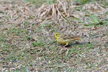 Bird yellowhammer feeding of animal game and help of people loving nature