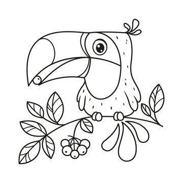 recommend clip art: Toucan sits on branch and eats berry coloring page. Cartoon vector illustration
