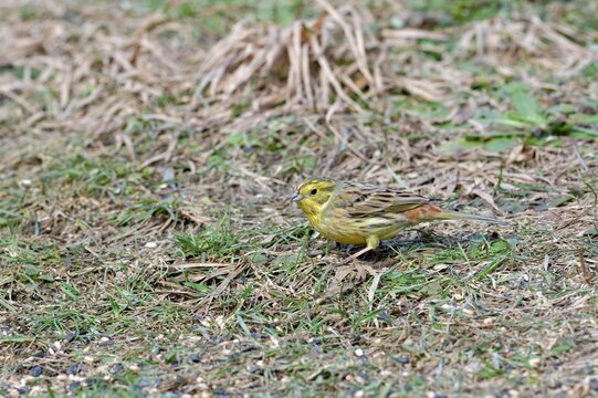 Bird Yellowhammer Feeding Of Animal Game And Help Of People Loving Nature