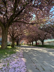 Naklejka premium Wildkirsche Allee