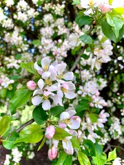 apple blossom