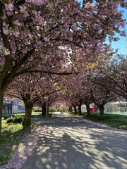 Wildkirsche Alle Paar