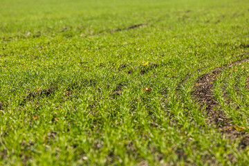 Sprouts of winter wheat sprouted in an endless field