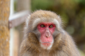 Japanese macaque in Arashiyama, Kyoto.