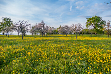 Obraz premium Blühende Obstbäume im Frühjahr