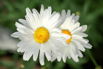 Green grass and chamomiles in the nature.