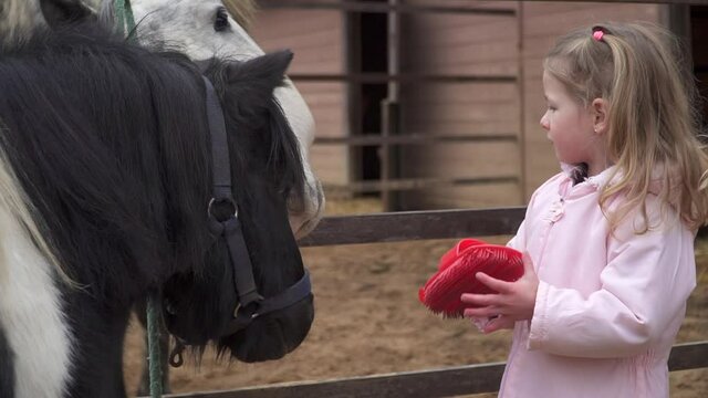 A little cute girl is combing a pony's mane. The child and the horse are friends. Children's horse riding. High quality FullHD footage