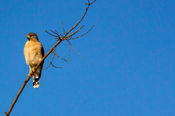 Hawk perched on tree, Gerai Minas State, Brazil