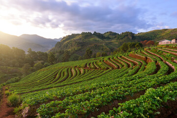 Fototapeta na wymiar Strawberry field with sunshine in the morning, Chiang Mai, Thailand.