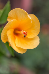 Obraz premium a small insect on a beautiful yellow hibiscus macro closeup shot
