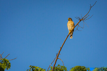 Hawk perched on tree, Gerai Minas State, Brazil