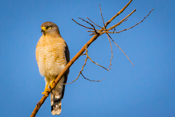 Hawk perched on tree, Gerai Minas State, Brazil