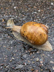 schnecke kriecht
