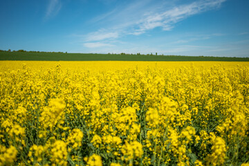 Rapeseed's field and a blue sky