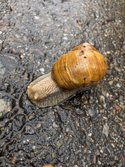 snail on the stone