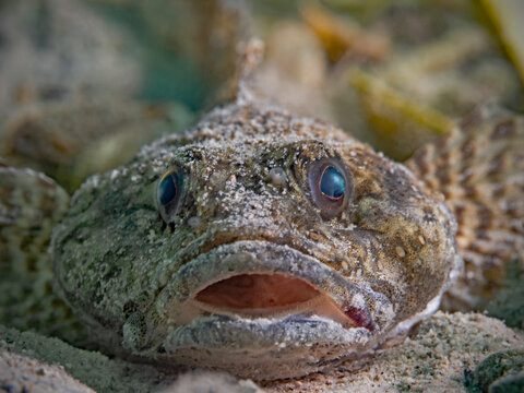 European bullhead portrait underwater (Cottus gobbio)