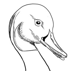 Heads and necks of Birds. Realistic hand drawing. Black and white sketch