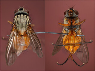 mouche domestique (Musca domestica) en macro focus stacking 7X