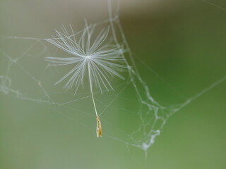 Dandelion flying seeds in spider web