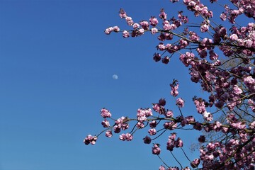 Blühende Zweige der Japanischen Blütenkirsche mit aufgehendem Vollmond am blauen Himmel