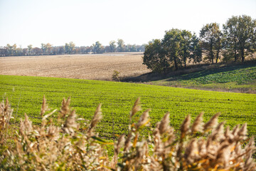 Sprouts of winter wheat sprouted in an endless field