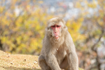 Japanese macaque in Arashiyama, Kyoto.