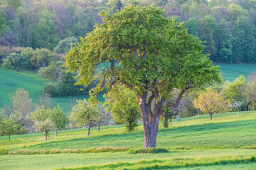 Obstb&auml;ume im Fr&uuml;hjahr