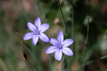 fleurs mauve dans la natue © valerie