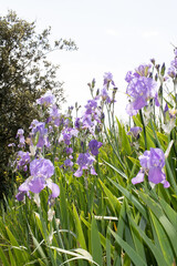 plusieurs iris mauves dans un champ