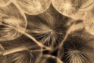Foto op Plexiglas Abstract macro photo of dandelion seeds © Nneirda