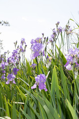 plusieurs iris mauves dans un champ