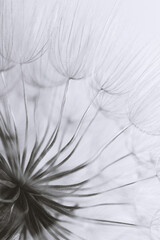 Abstract macro photo of dandelion seeds - 432199448