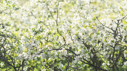 natural background in light green tones with place for text close up macro spring flowering Prunus insititia