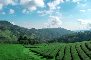 Beautiful landscape view of green tea plantation with mountain and sky background
