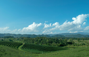 Fototapeta na wymiar Beautiful landscape view of green tea plantation with mountain and sky background