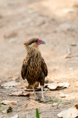 The crested caracara (Caracara plancus)