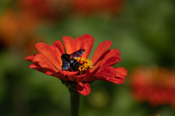 Bees in scenic flowering gardens. Healthy Environment. Selective Focus and Blured Backgrouns. Vibrant colors of spring time.
