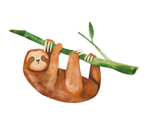 Cute adorable character sloth hanging on a tree of eucalyptus. Marsupial mammal and symbol of slow life and laziness. © Alina Nikitaeva